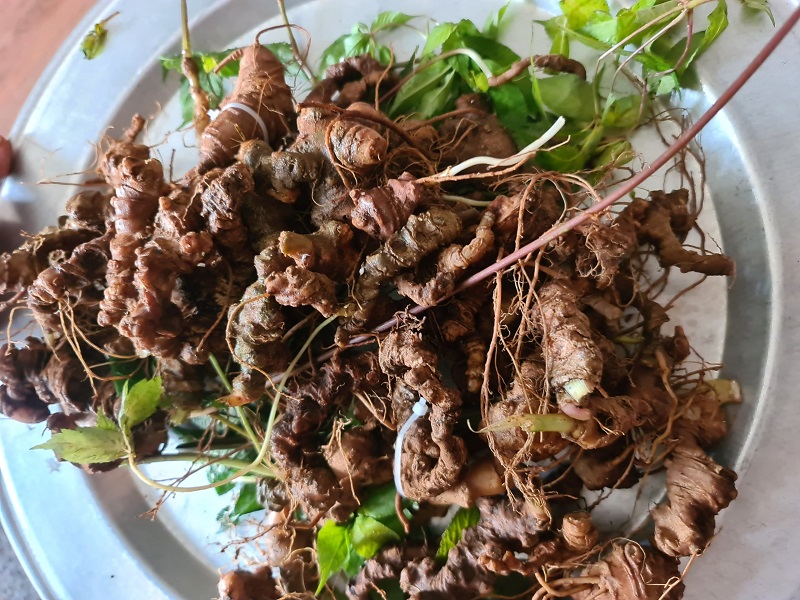 Sâm rừng Lai Châu - Thần dược của vùng núi Tây Bắc Việt Nam Sâm rừng Lai Châu thàn dược dưới tán rừng Tây Bắc
