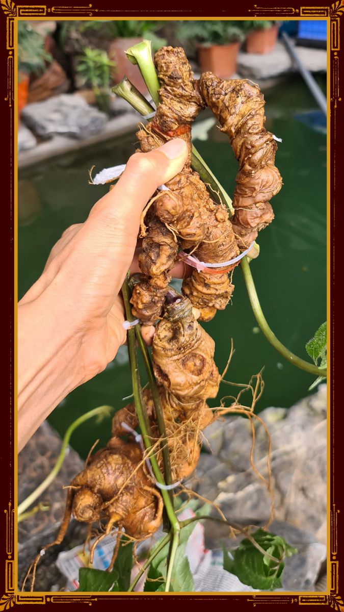 Sâm ngọc linh lại châu loại 1 củ 1 kg