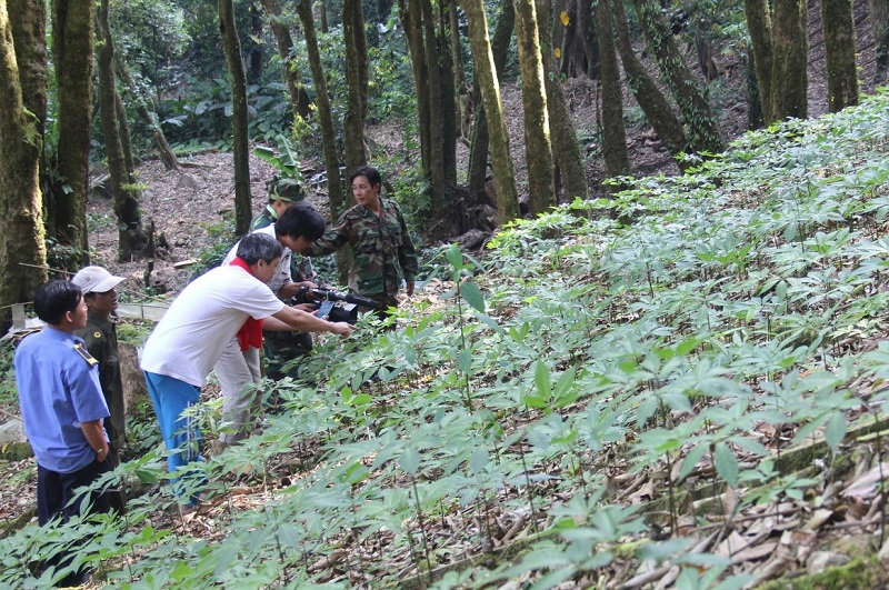 Vườn trồng sâm ngọc linh