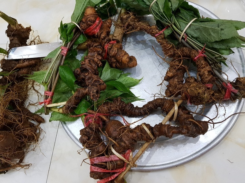 Củ sâm ngọc linh rừng tự nhiên