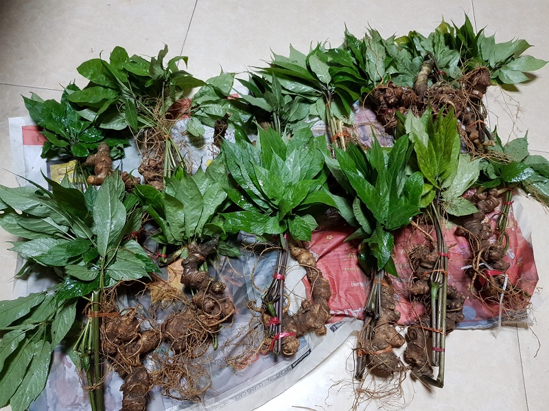 Củ sâm ngọc linh trồng