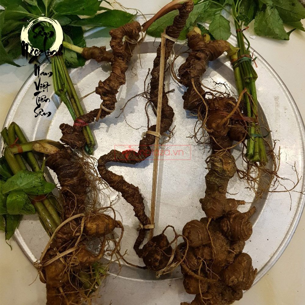 Sâm Ngọc Linh tự nhiên Kon Tum Kon Tum nguyên củ loại 10 - 20 củ 1kg