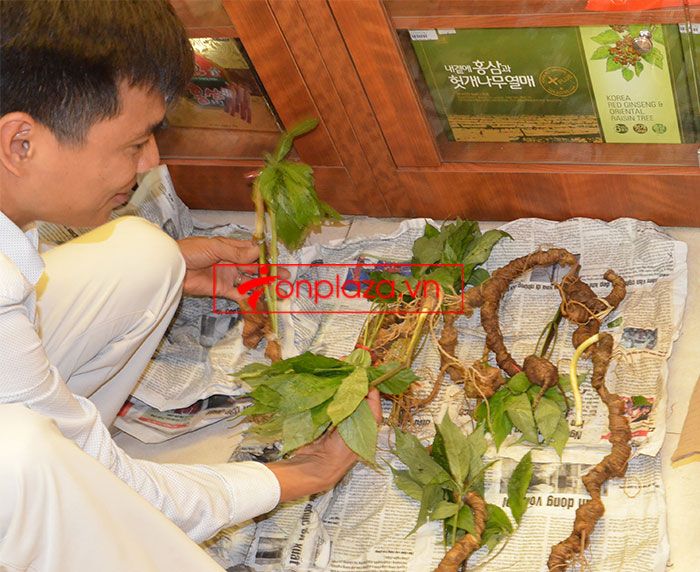 Sâm Ngọc Linh tự nhiên Kon Tum Kon Tum nguyên củ loại 10 - 20 củ 1kg 1