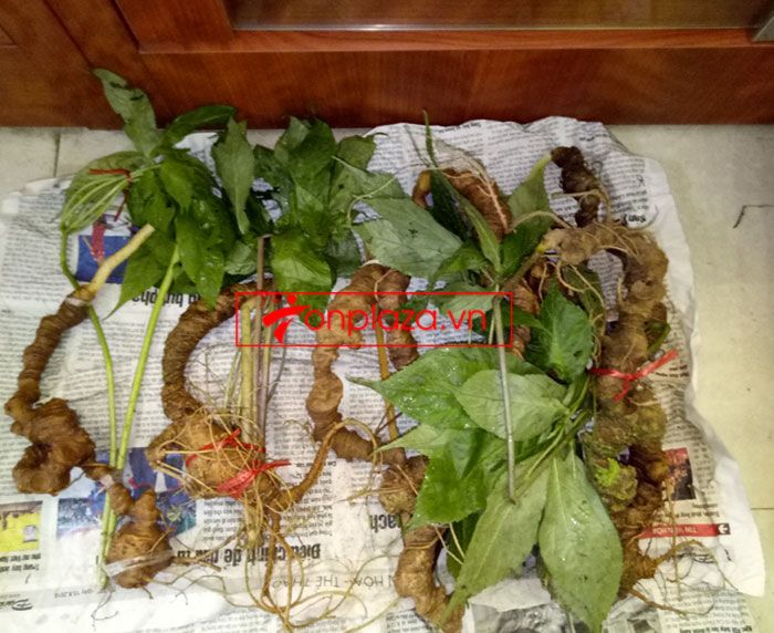 Sâm Ngọc Linh tự nhiên Kon Tum Kon Tum nguyên củ loại 10 - 20 củ 1kg 4