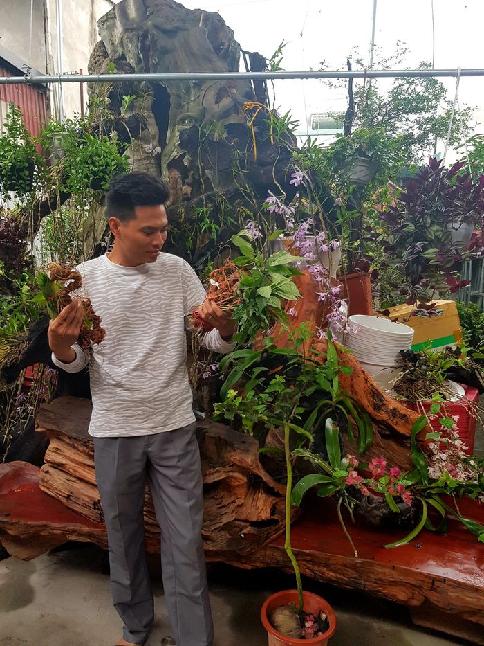 Sâm Ngọc Linh tự nhiên Kon Tum Kon Tum nguyên củ loại 10 - 20 củ 1kg 5