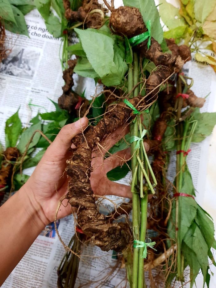 Sâm Ngọc Linh tự nhiên Kon Tum Kon Tum nguyên củ loại 10 - 20 củ 1kg 6