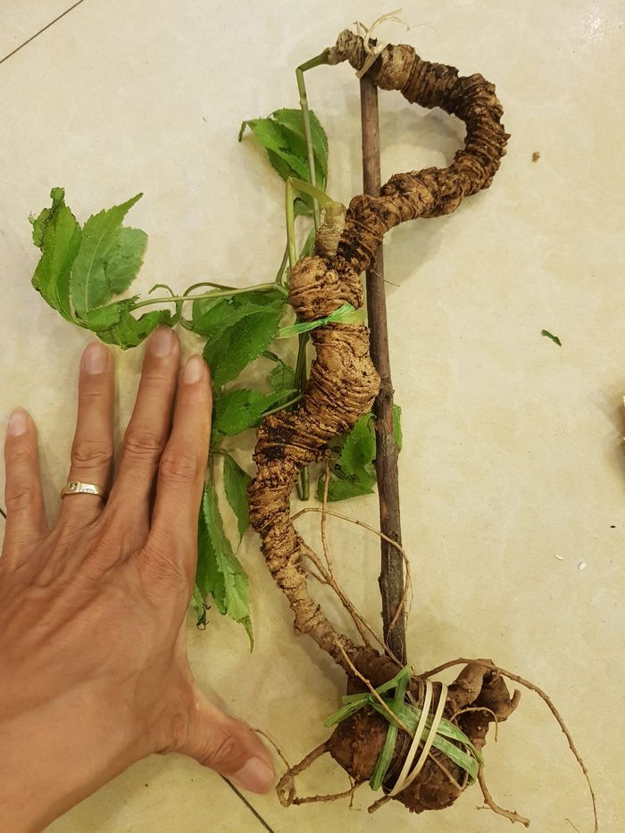 Sâm Ngọc Linh tự nhiên Kon Tum Kon Tum nguyên củ loại 10 - 20 củ 1kg 7