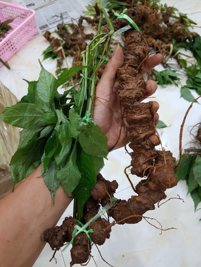 Sâm Ngọc Linh tự nhiên Kon Tum Kon Tum nguyên củ loại 10 - 20 củ 1kg 8