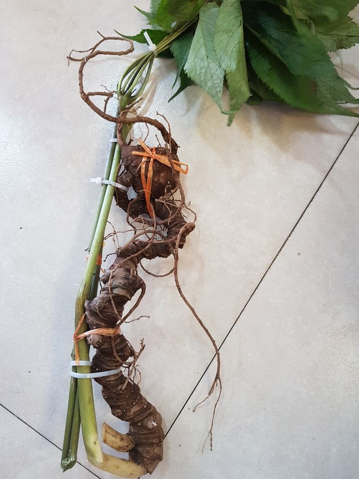 Sâm Ngọc Linh tự nhiên Kon Tum Kon Tum nguyên củ loại 10 - 20 củ 1kg 9