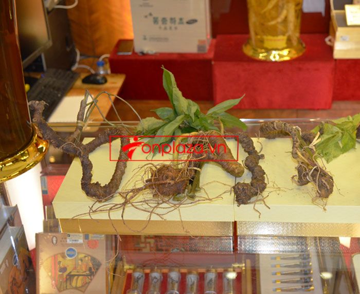 Sâm Ngọc Linh tự nhiên Kon Tum Kon Tum nguyên củ loại 10 - 20 củ 1kg 10