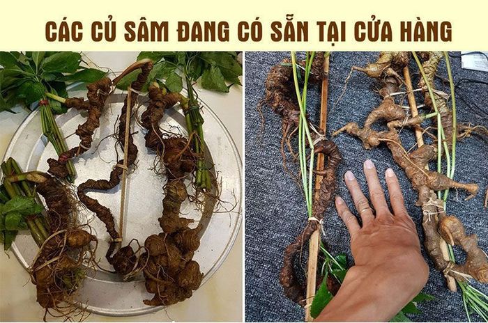 Sâm Ngọc Linh tự nhiên Kon Tum Kon Tum nguyên củ loại 10 - 20 củ 1kg 11