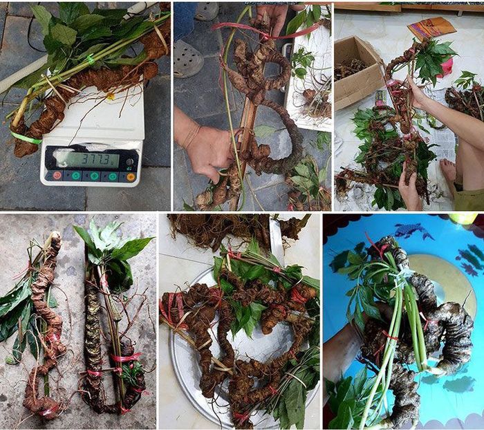 Sâm Ngọc Linh tự nhiên Kon Tum Kon Tum nguyên củ loại 10 - 20 củ 1kg 12