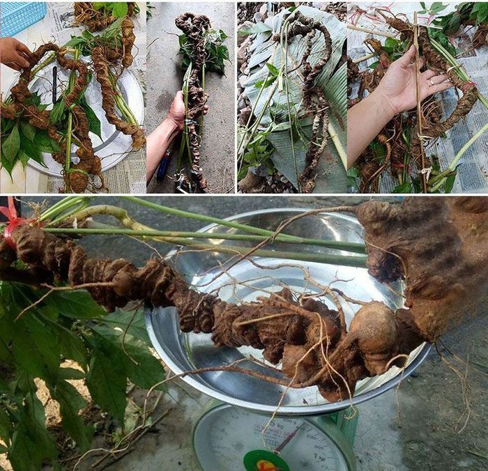 Sâm Ngọc Linh tự nhiên Kon Tum Kon Tum nguyên củ loại 10 - 20 củ 1kg 13