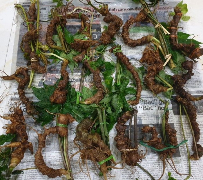 Sâm Ngọc Linh tự nhiên Kon Tum Kon Tum nguyên củ loại 10 - 20 củ 1kg 14