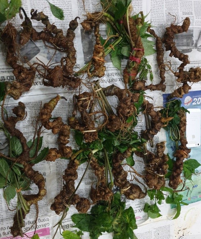 Sâm Ngọc Linh tự nhiên Kon Tum Kon Tum nguyên củ loại 10 - 20 củ 1kg 15