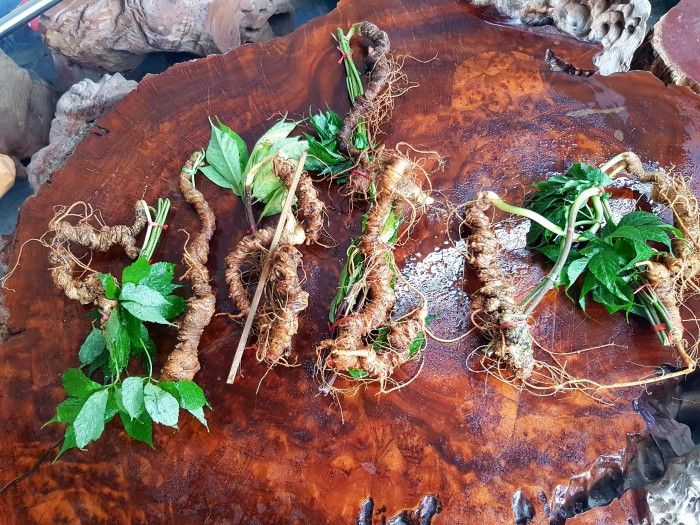 Sâm Ngọc Linh tự nhiên Kon Tum Kon Tum nguyên củ loại 10 - 20 củ 1kg 16