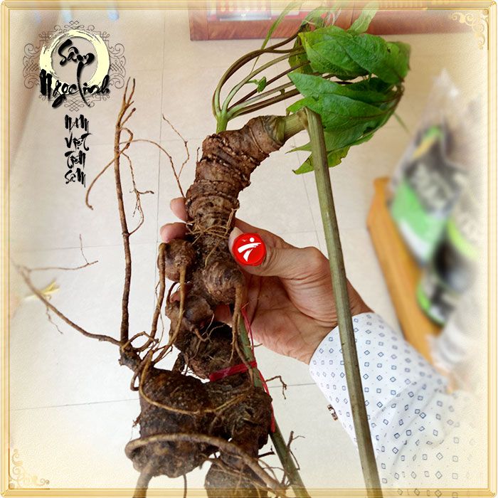 Sâm Ngọc Linh núi Kon Tum tự nhiên loại 4 lạng củ