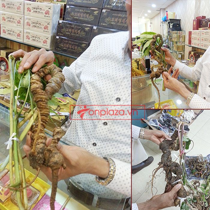 Sâm Ngọc Linh núi Kon Tum tự nhiên loại 4 lạng củ 1