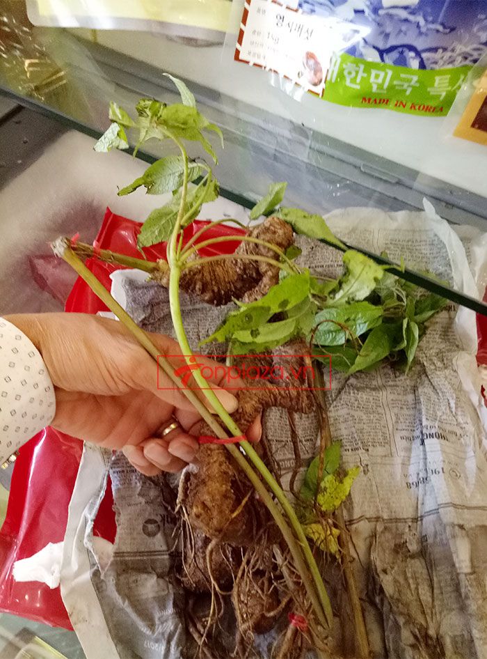 Sâm Ngọc Linh núi Kon Tum tự nhiên loại 4 lạng củ 2