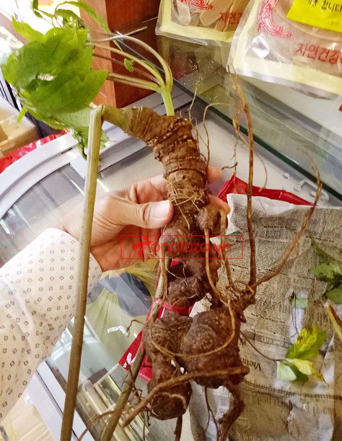 Sâm Ngọc Linh núi Kon Tum tự nhiên loại 4 lạng củ 3