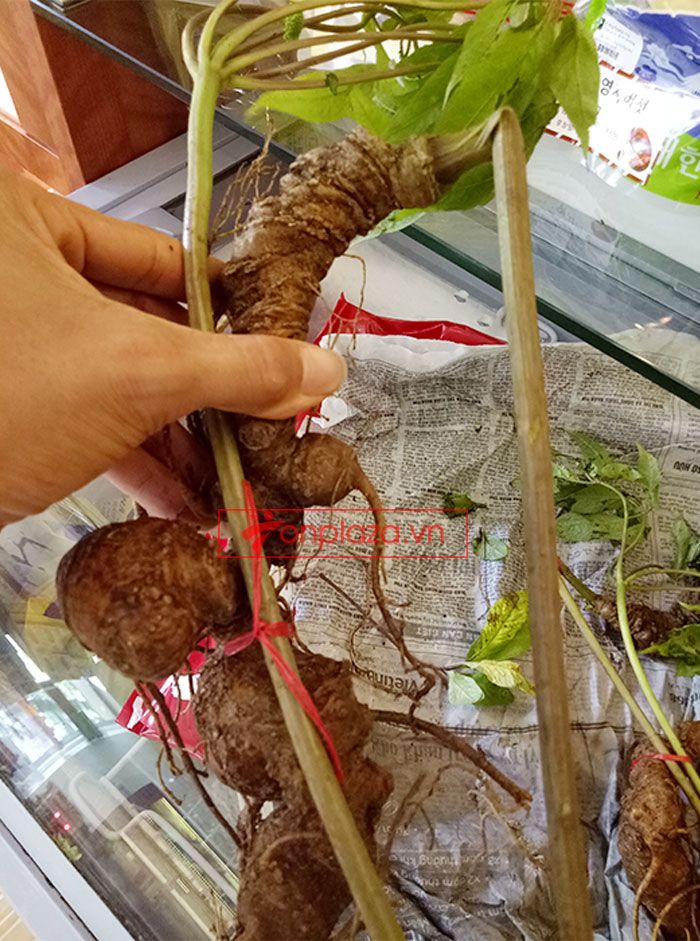 Sâm Ngọc Linh núi Kon Tum tự nhiên loại 4 lạng củ 4