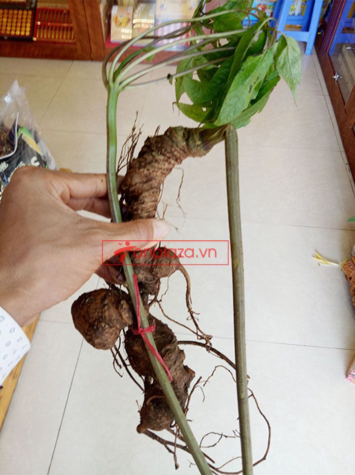 Sâm Ngọc Linh núi Kon Tum tự nhiên loại 4 lạng củ 5