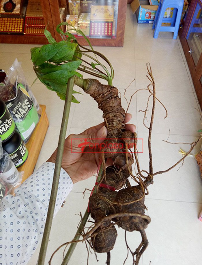 Sâm Ngọc Linh núi Kon Tum tự nhiên loại 4 lạng củ 6