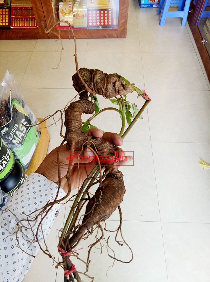 Sâm Ngọc Linh núi Kon Tum tự nhiên loại 4 lạng củ 7