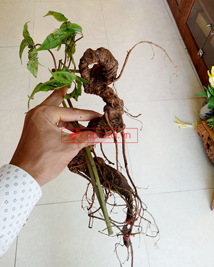 Sâm Ngọc Linh núi Kon Tum tự nhiên loại 4 lạng củ 8