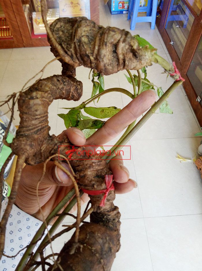 Sâm Ngọc Linh núi Kon Tum tự nhiên loại 4 lạng củ 9