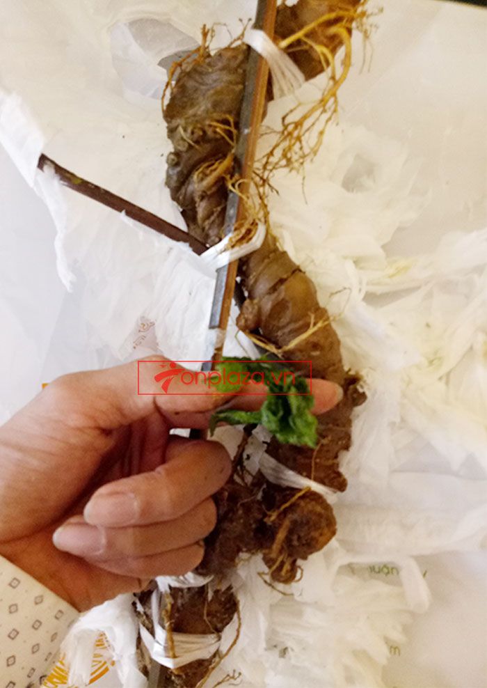 Sâm Ngọc Linh núi Kon Tum tự nhiên loại 4 lạng củ 10