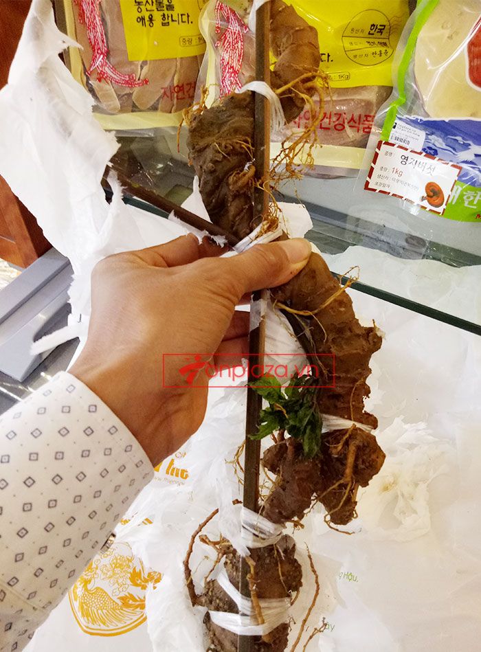Sâm Ngọc Linh núi Kon Tum tự nhiên loại 4 lạng củ 11