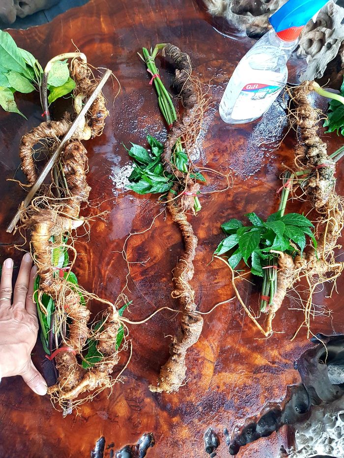 Sâm Ngọc Linh núi Kon Tum tự nhiên loại 4 lạng củ 12