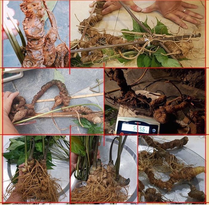 Sâm Ngọc Linh núi Kon Tum tự nhiên loại 4 lạng củ 13