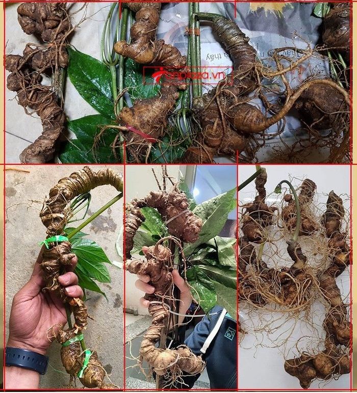 Sâm Ngọc Linh núi Kon Tum tự nhiên loại 4 lạng củ 14