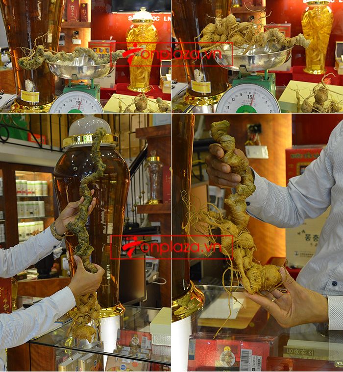 Sâm Ngọc Linh núi Kon Tum tự nhiên loại 4 lạng củ 15