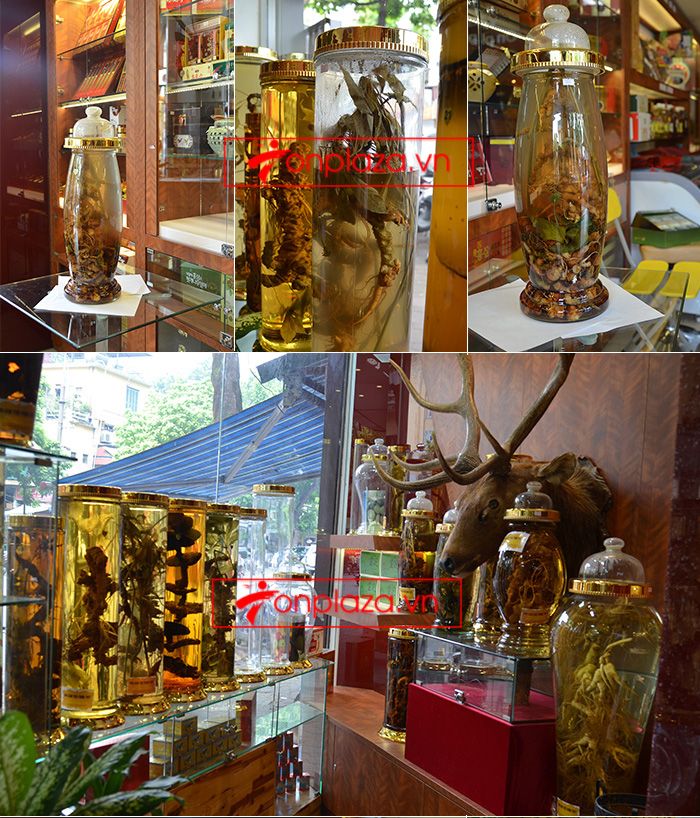 Sâm Ngọc Linh núi Kon Tum tự nhiên loại 4 lạng củ 16