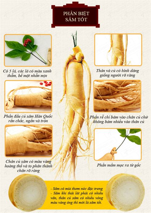 Người dùng khi mua lưu ý nhận diện sâm Hàn Quốc và sâm Trung Quốc