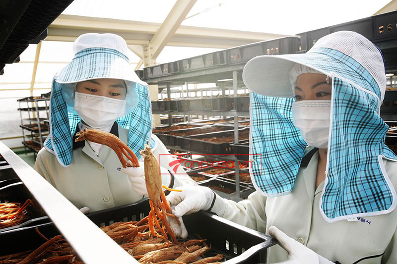 Hàm lượng saponins trong hồng sâm khô cao gấp 3 lần nhân sâm tươi.