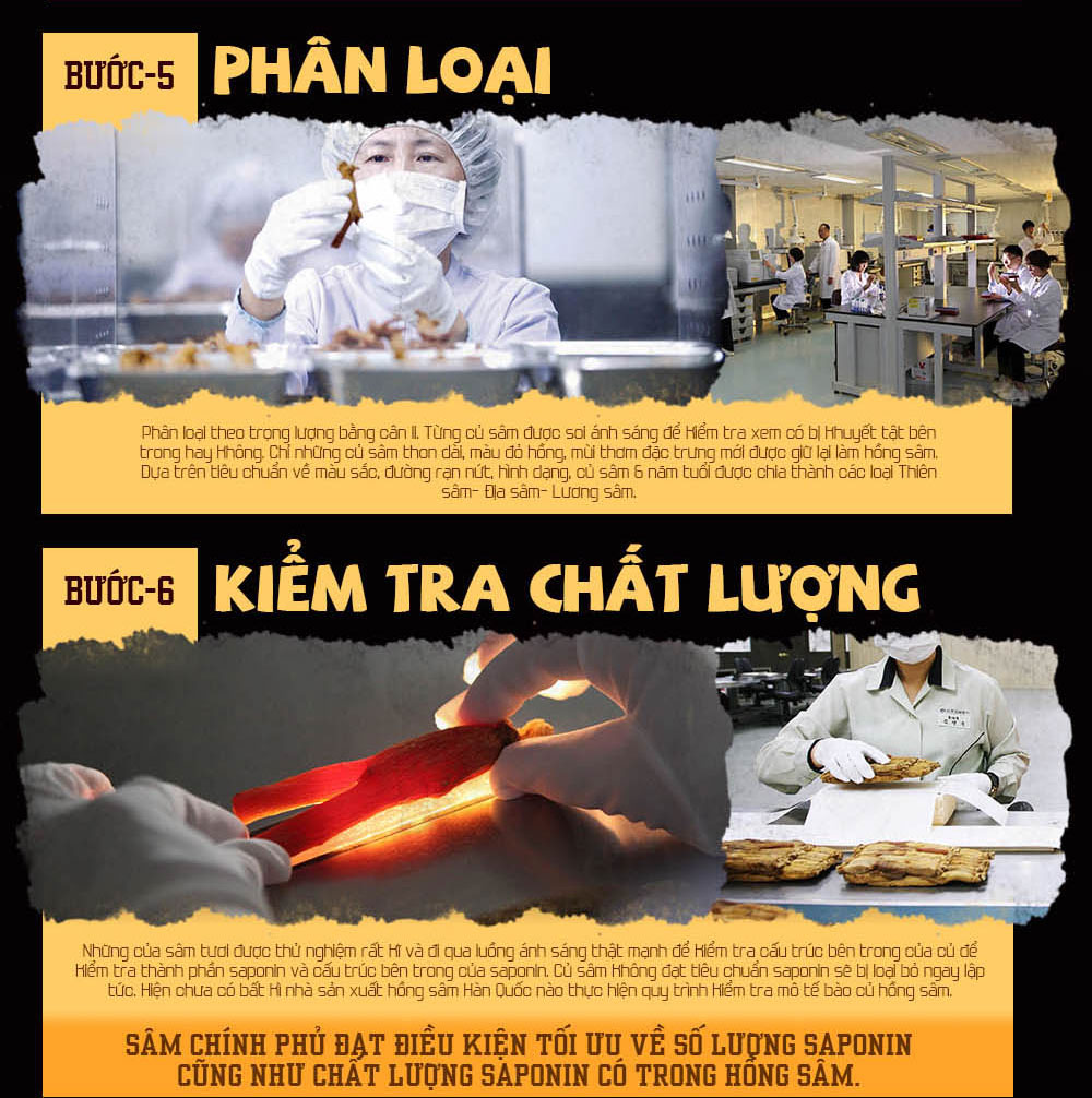 dây truyền sản xuất cao hồng sâm