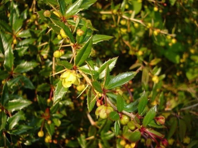  Hình ảnh cây thuốc Hoàng liên gai có hoa