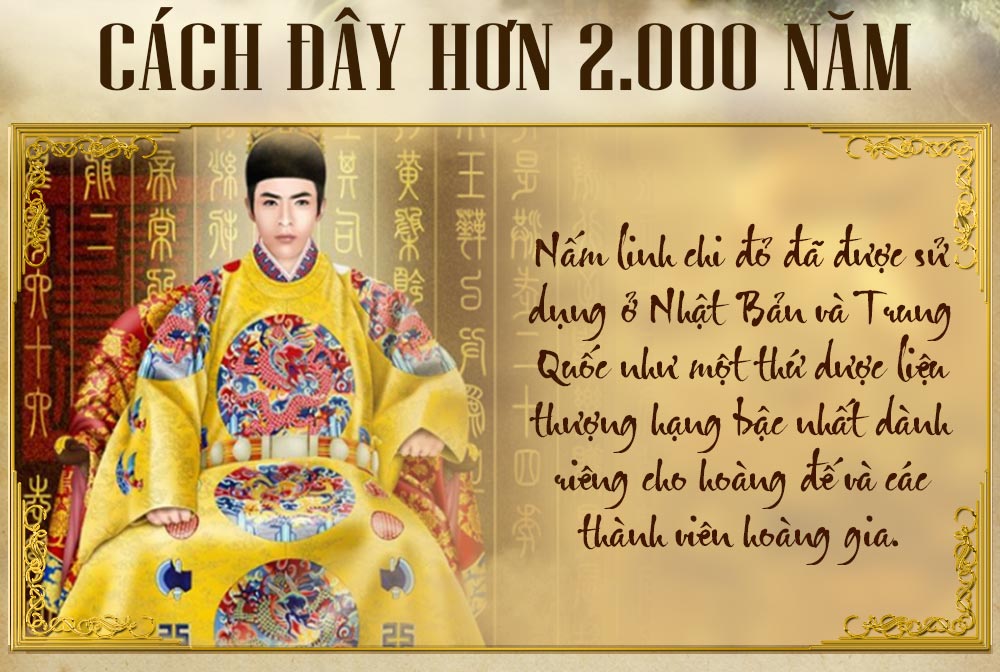 Nấm linh chi đỏ thượng hạng