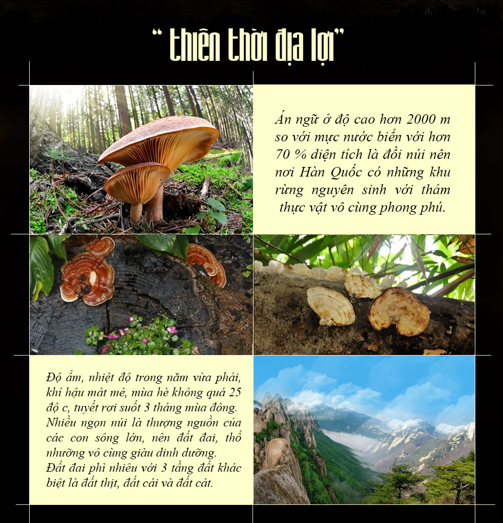 Nấm linh chi vàng