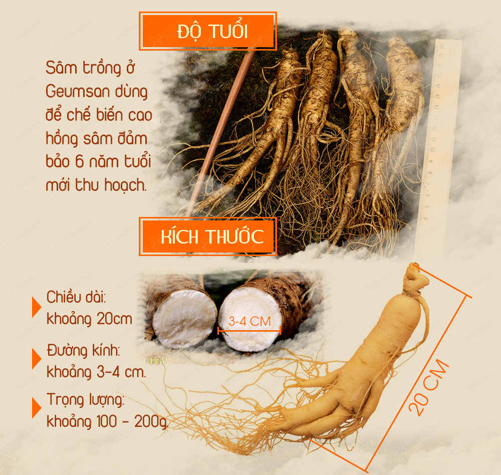 Hộp quà biếu cao hồng sâm hoàng đế đặc biệt 500gr NS037