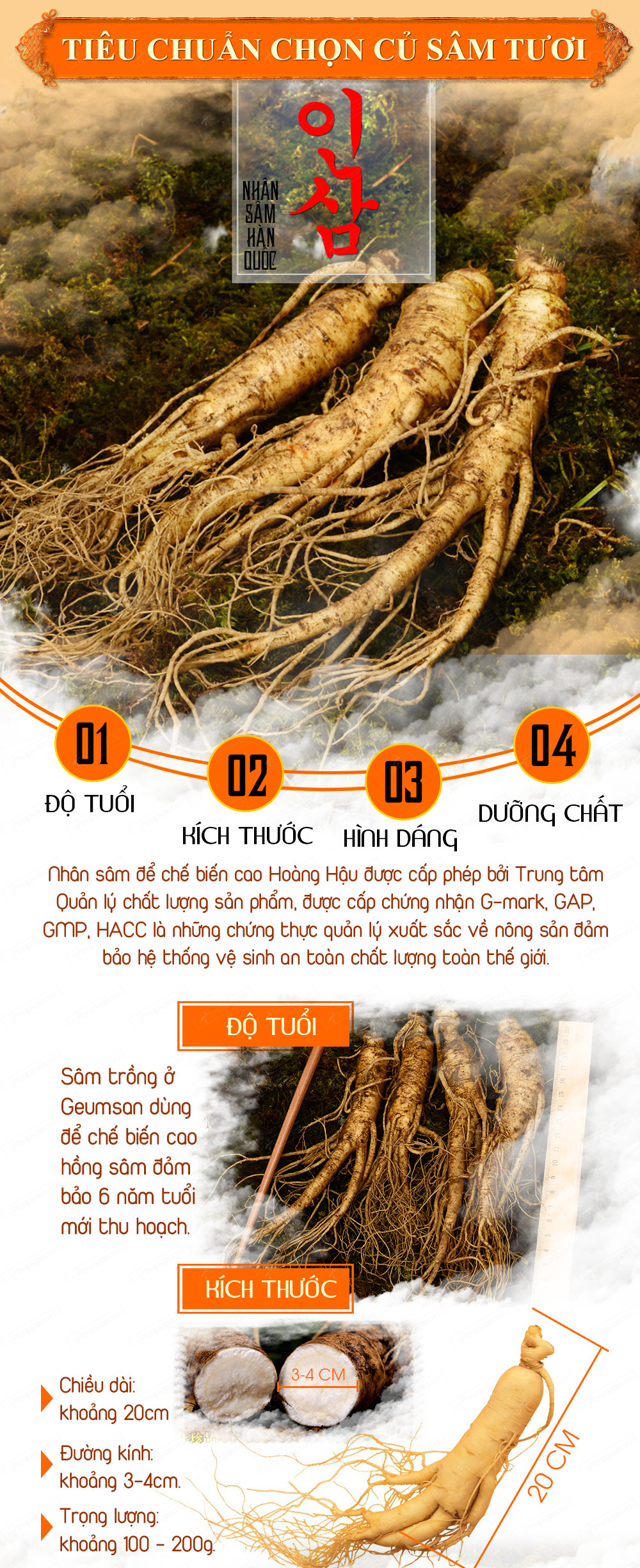 Hộp quà biếu Cao hồng sâm hoàng hậu loại đặc biệt NS038