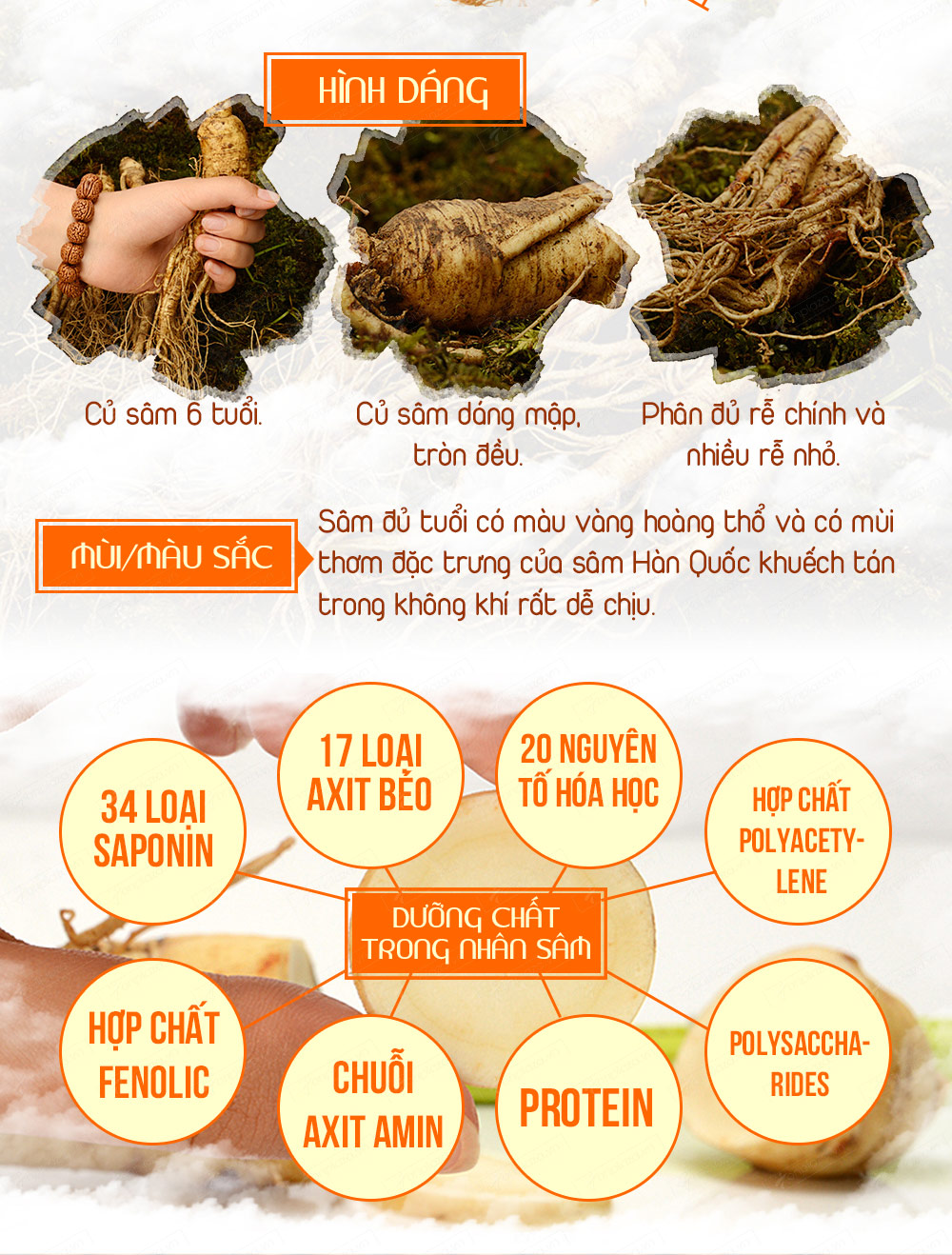 Hộp quà biếu Cao hồng sâm hoàng hậu loại đặc biệt NS038