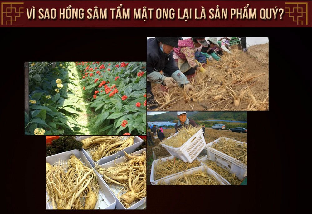 Hồng sâm tẩm mật ong Hàn Quốc