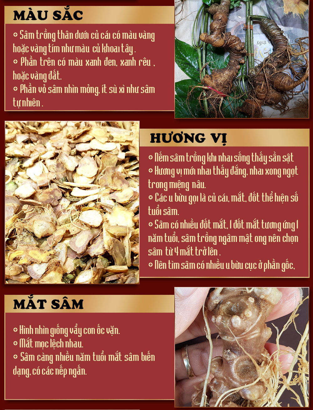 Sâm ngọc linh ngâm mật ong