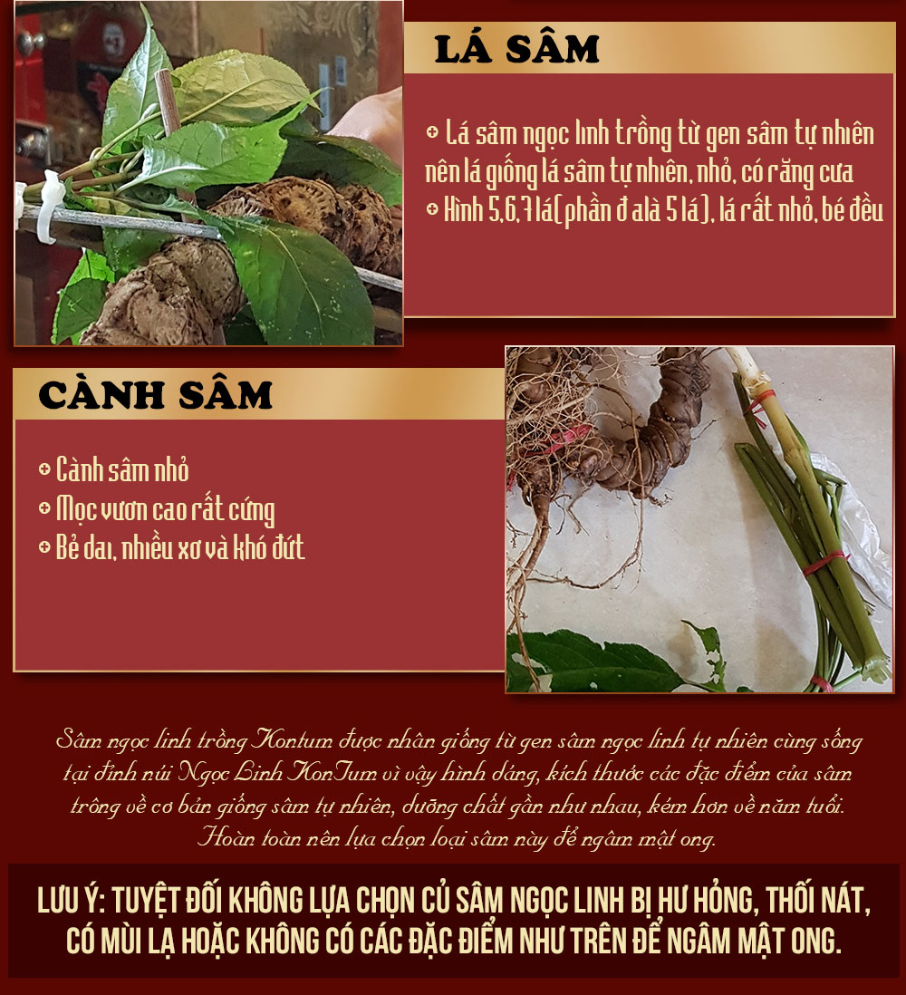 Sâm ngọc linh ngâm mật ong