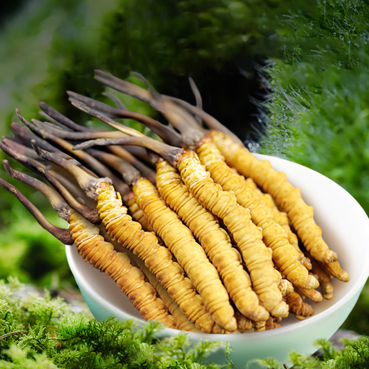 Con đông trùng tươi